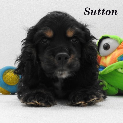 puppy, for, sale, Cocker Spaniel, Joe & Cherri  Overlease, dog, breeder, Miller, MO, dog-breeder, puppy-for-sale, forsale, nearby, find, puppyfind, locator, puppylocator, aca
